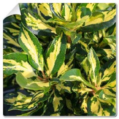 Rododendro 'Goldfinger'